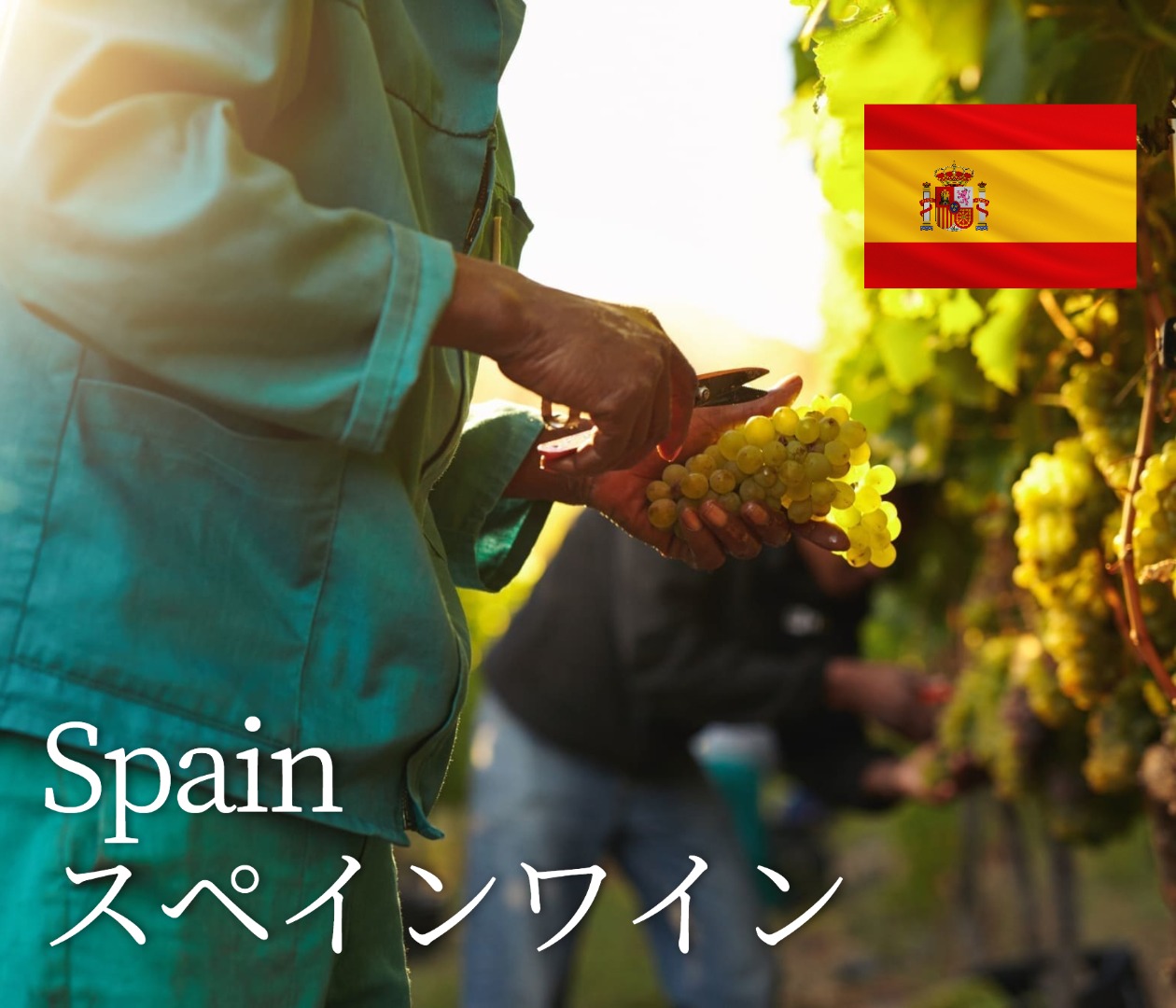 スペインワイン