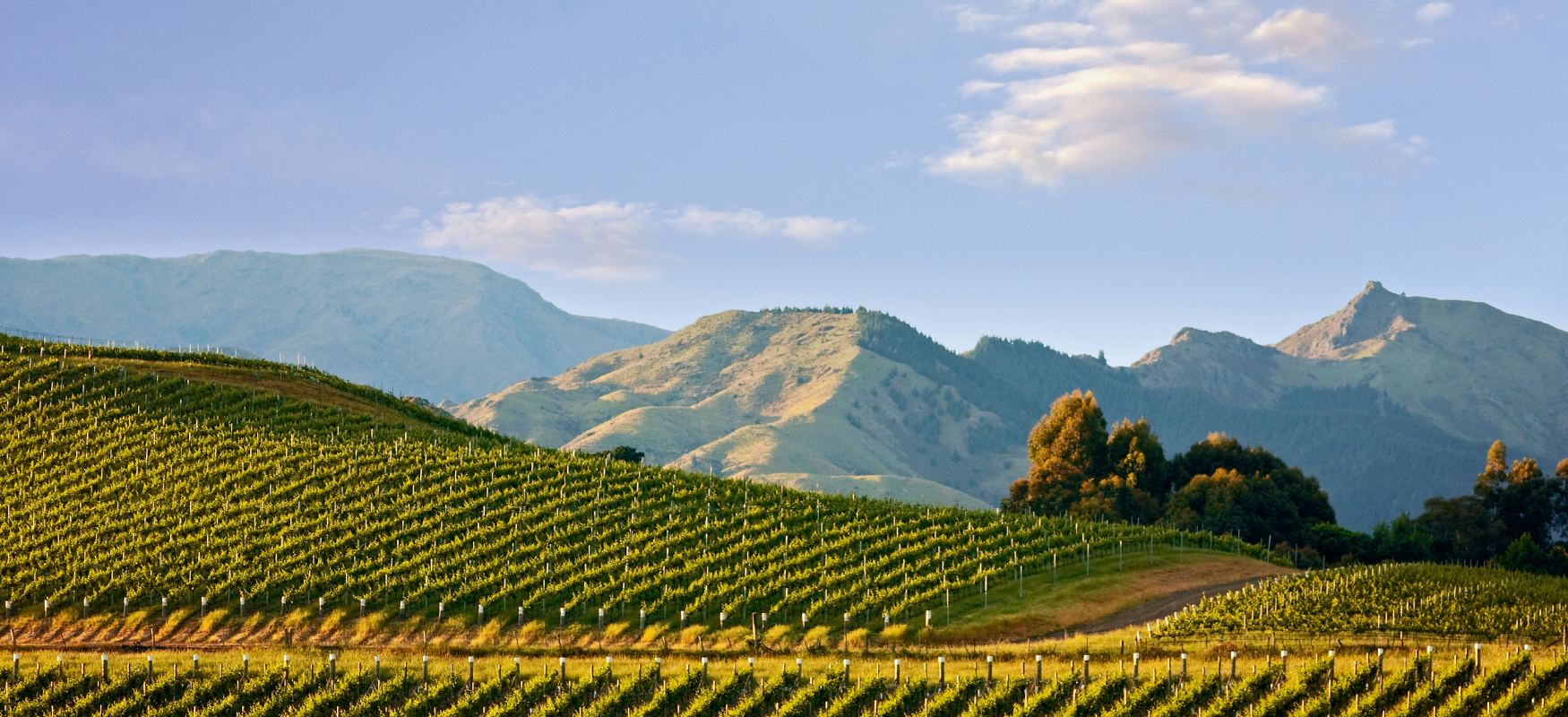 リマペレ バロン・エドモンド・ドゥ・ロートシルト画像