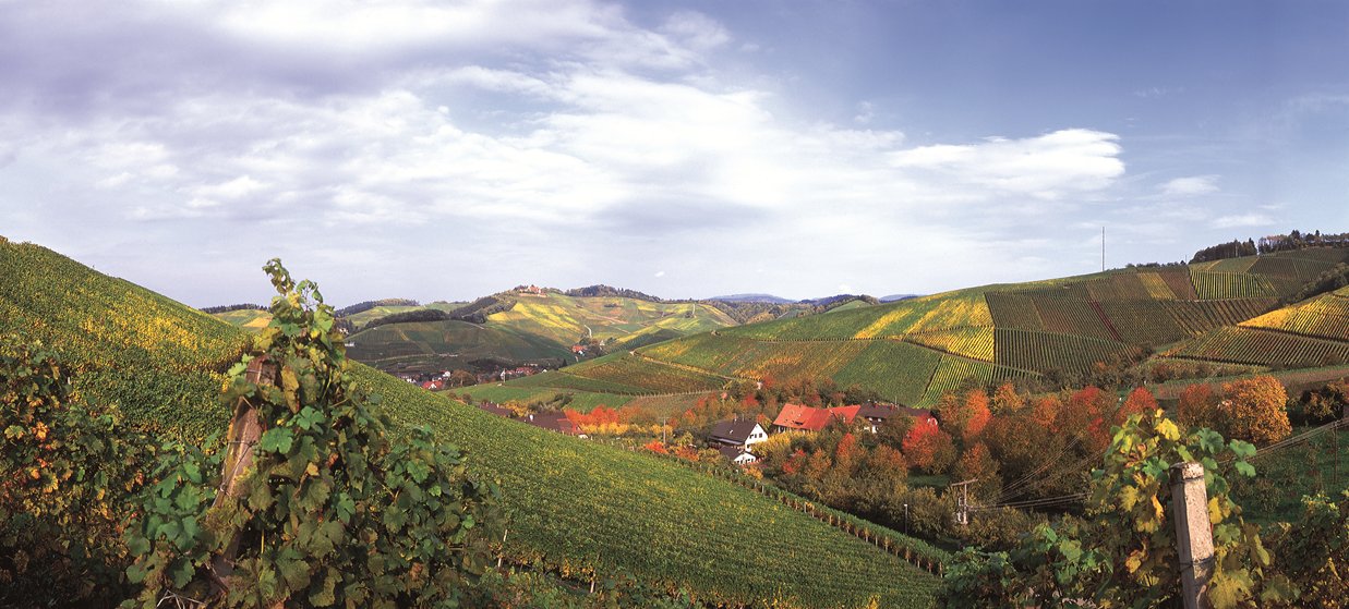 ドイツワイン畑の風景 